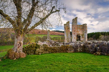 Tree at Edlingham Castle, the ruins of a small castle at the hamlet of Edlingham in Northumberland, northeast Englandの写真素材