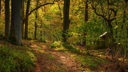 Autumn Walk through Morralee Wood, at Allen Banks and Staward Gorge in the English county of Northumberland which was a Victorian garden in a gorge of the River Allen cutting through woodlandの写真素材