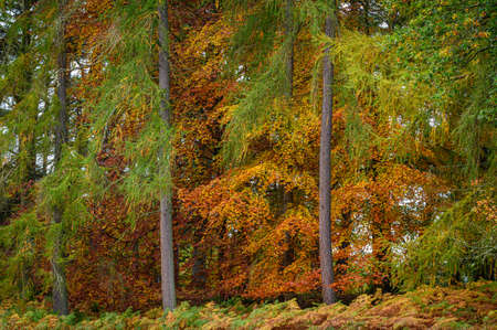 Morralee Wood Autumn Colours, located at Allen Banks in the English county of Northumberland it is popular with walkersの写真素材