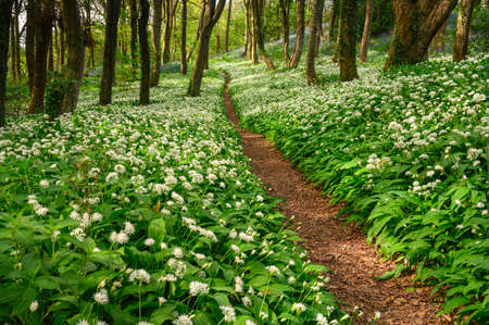 Path through Wild Garlic in Bothal Wood, also known as Park Wood which is located next to the small...
