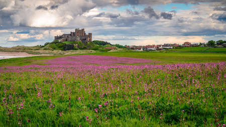 Bamburgh Castle Village and Red Campion, a crop at Bamburgh village on Northumberland's coastline AONB, adjacent to the Northumberland 250 routeのeditorial素材