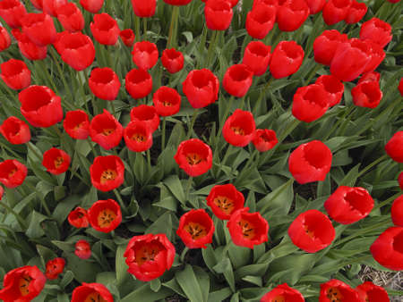 red tulips in bloom in a bulbfield viewed from aboveの写真素材