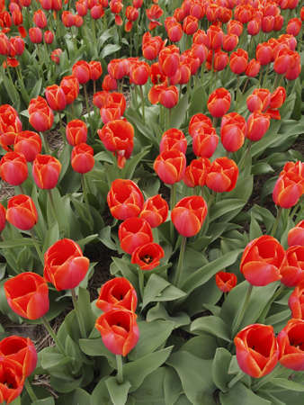 rows of red orange tulips in bloom in a bulb field viewed from aboveの写真素材