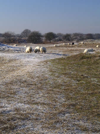 sheep grazing in a dune landscape in winter with frostの写真素材