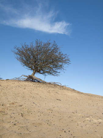 isolated bare hawthorn tree on top of a dune with blue sky and white cloudの写真素材