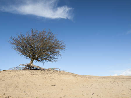 isolated bare hawthorn tree on top of a dune with blue sky and white cloudの写真素材