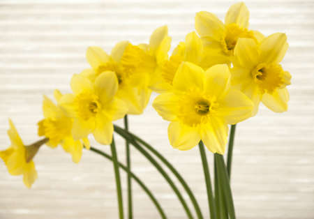 close-up of yellow daffodils in front of a window blindの写真素材