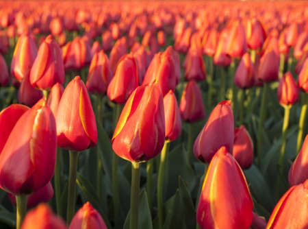 closeup of not yet fully opened  red orange tulips  in a bulb field の写真素材