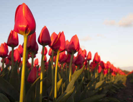 row of not yet fully opened  long stemmed red orange tulips  in a bulb field taken from a low perspective in evening light の写真素材