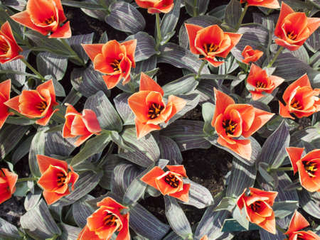 orange tulips viewed from above in the ducth spring show gardens de keukenhof in Lisseの写真素材