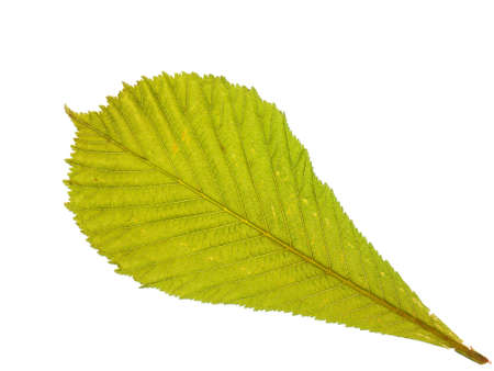 single fresh green spring horse chestnut  leaf in closeup backlit with white backgroundの写真素材