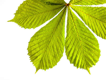 bunch of of fresh green spring horse chestnut leaves in closeup backlit with white backgroundの写真素材