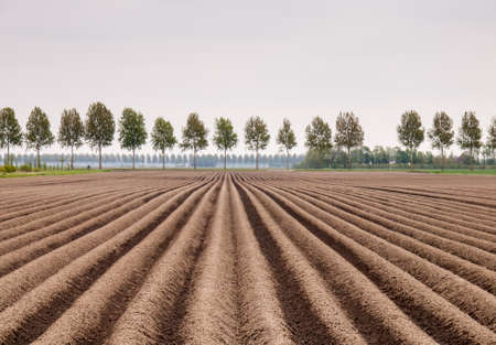 earthed ridges in a potato field in a dutch polder landscape in spring