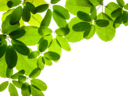 an arangment of leaves on a white backgroundの写真素材