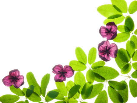an arangment of leaves and flowers on a white backgroundの写真素材