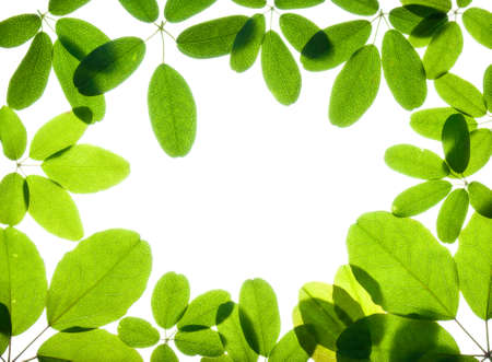 an arangment of leaves on a white backgroundの写真素材