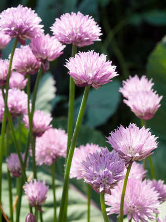 chives flowering in a vegetable gardenの写真素材