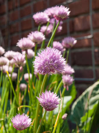 chives flowering in a walled vegetable gardenの写真素材