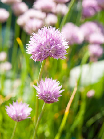 chives flowering in a vegetable gardenの写真素材