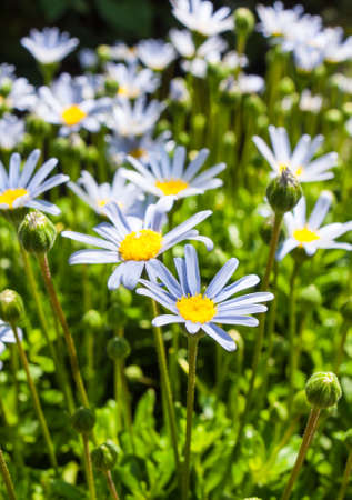 blue daisies, or blue marguerite, flowering in the sunshineの写真素材