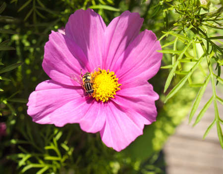 european hoverfly or sunfly on the stemen of a purple flowerの写真素材