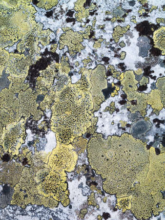 patterns of green map lichen on white rock