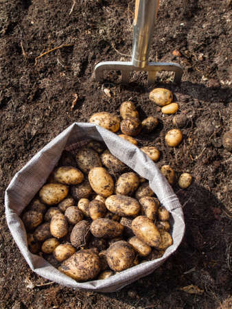 sack of potatoes freshly harvested from a kitchen garden and garden fork with soil in the backgroundの写真素材