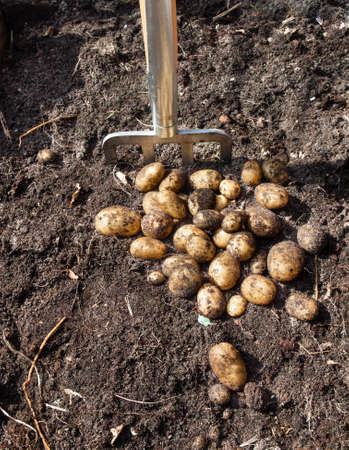 pile of potatoes freshly harvested from a kitchen garden and garden fork with rich dark garden soilの写真素材
