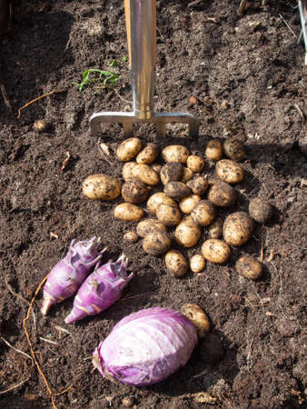 pile of potatoes, cabbage  and kohlrabi freshly harvested from a kitchen garden and garden fork with rich dark garden soilの写真素材