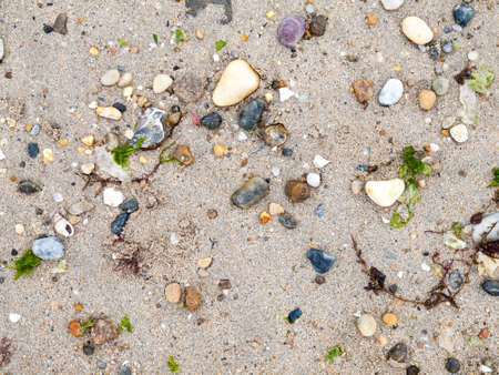sand, shells, pebbles and seaweed backgroundの写真素材