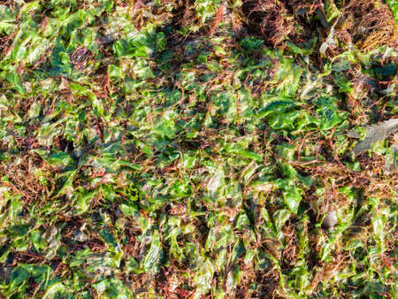 wet seaweed backgroundの写真素材