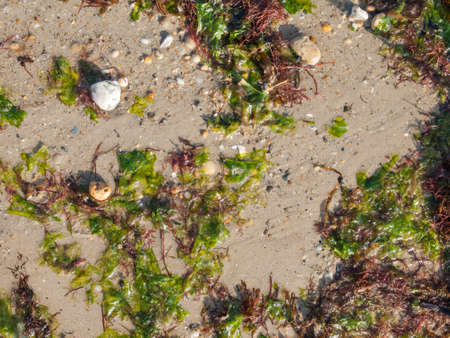 wet sand, shells, pebbles and seaweed background