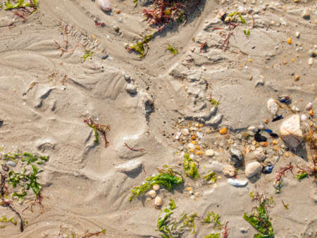 wet sand, shells, pebbles and seaweed backgroundの写真素材