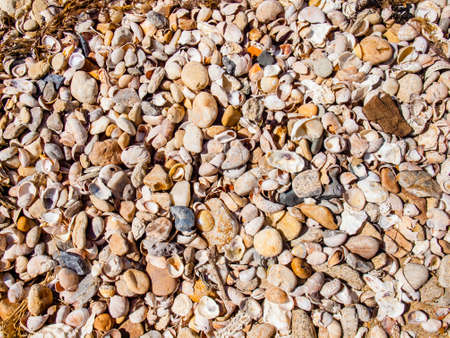 pebbles and shells backgroundの写真素材