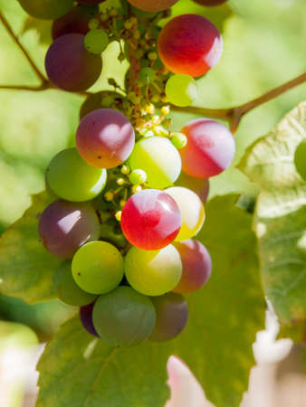 close up of ripening green and purple grapes on the vine on a sunny autumn dayの写真素材