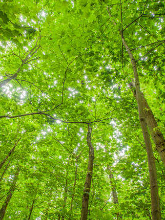 forrest canopy with  tree trunks and bright green summer foliage