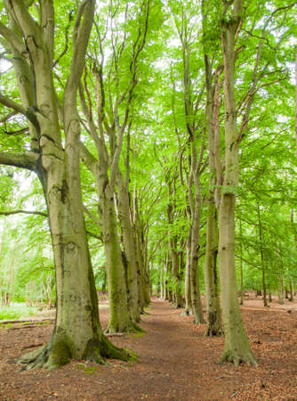 forrest path lined with two rows of beach trees st with bright green summer foliageの写真素材