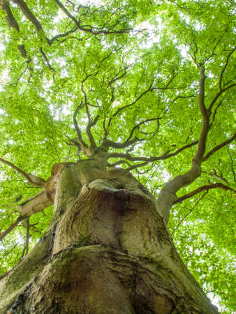 large mature beach tree viewed from low perspective along tree trunk with canopy of bright green leavesの写真素材