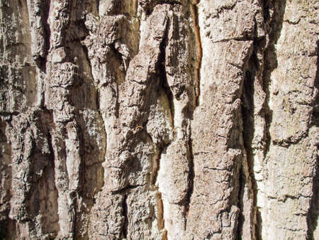 detail of deeply textured pine  tree barkの写真素材