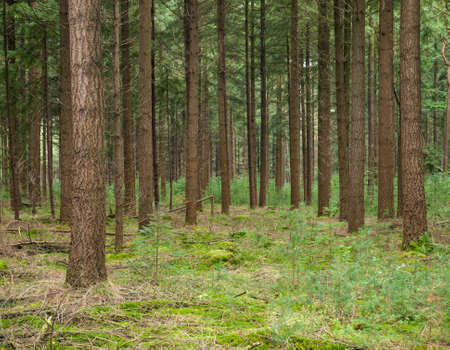 tree strunks and forest floor in a pine forestの写真素材
