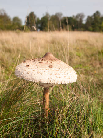 parasol mushroom in a grass field with woodland behindの写真素材