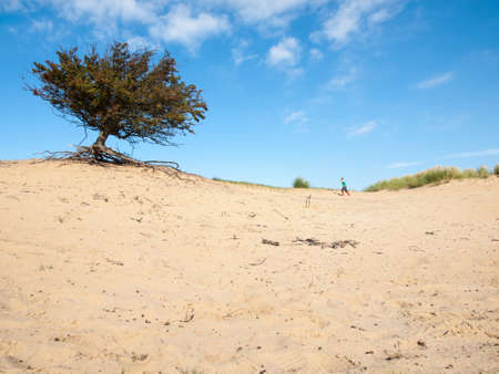 small boy in dune landscape with blue sky and hawthorn treeの写真素材