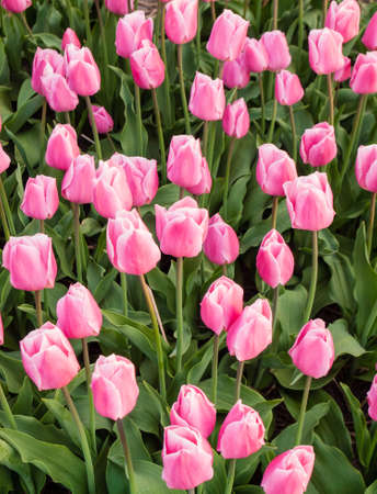 detail of pink tulips in a tulip field の写真素材