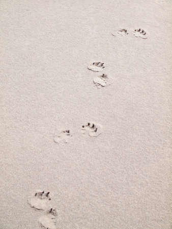 paw prints in wet sandの写真素材