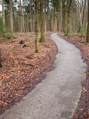 curving path through a forrestの写真素材