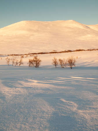 snow covered winter mountain in evening sun with snow field and birch trees in foregroundの写真素材