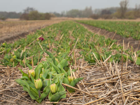 unopened tulips in a dutch bulb field in early springの写真素材