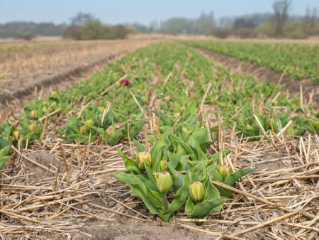 unopened tulips in a dutch bulb field in early springの写真素材