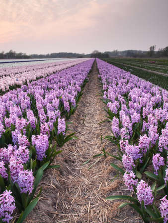 rows of pink hyacinths in a dutch bulb field in evening lightの写真素材
