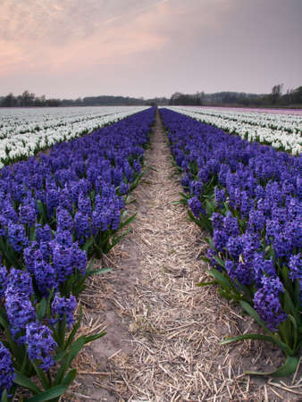 rows of purple hyacinths in a dutch bulb field in evening lightの写真素材